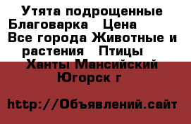 Утята подрощенные Благоварка › Цена ­ 100 - Все города Животные и растения » Птицы   . Ханты-Мансийский,Югорск г.